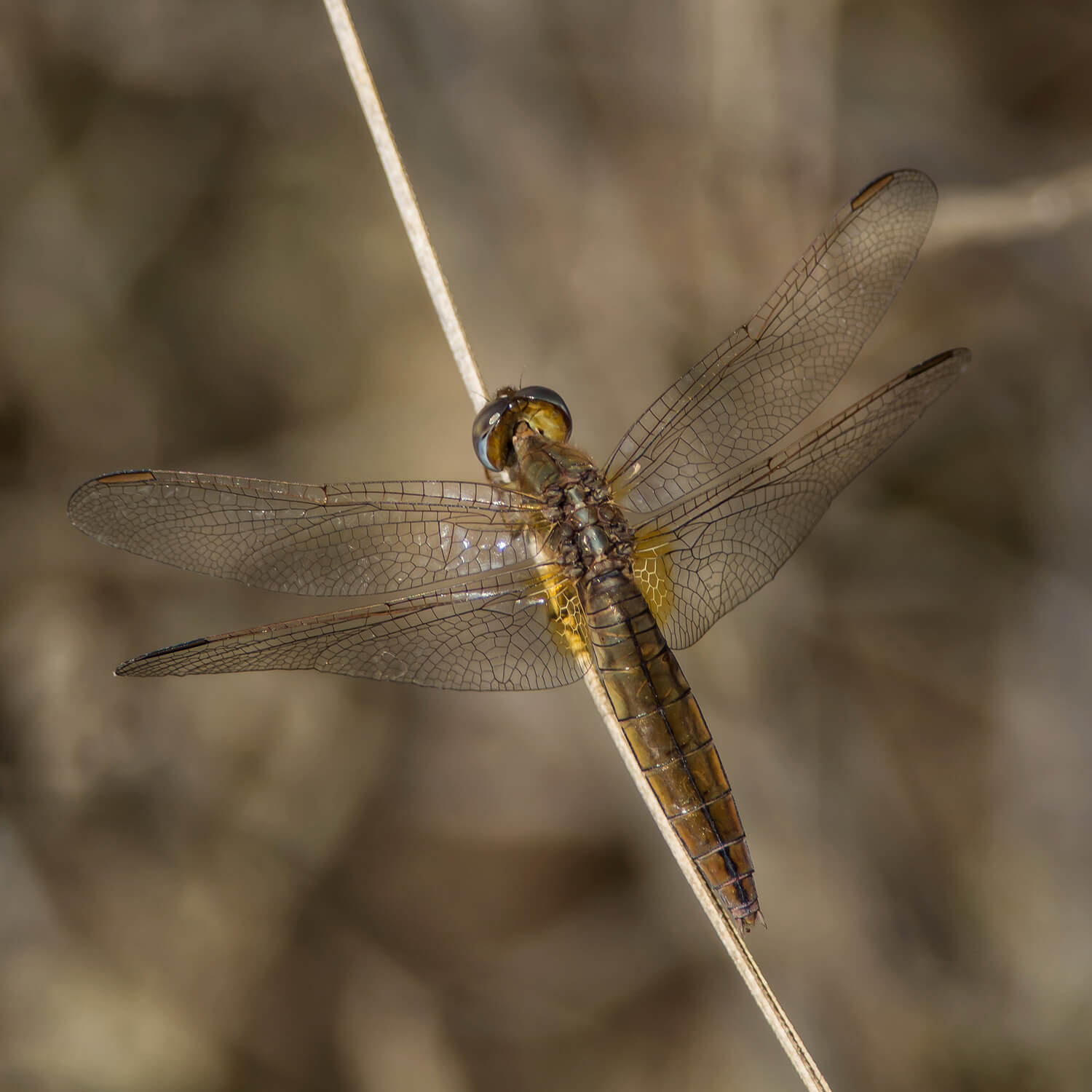 Female Scarlet Darter by Leopold Kepplinger